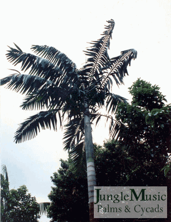 VEITCHIA SPIRALIS